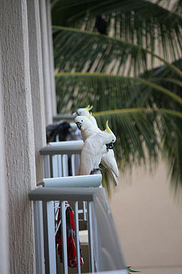 Sulphur Crested Cockatoos photo