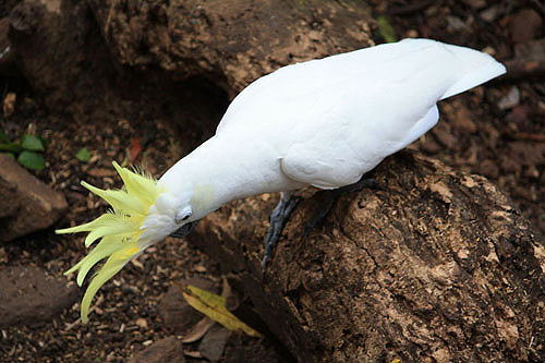 Foraging Sulphur Crested Cockatoo photo