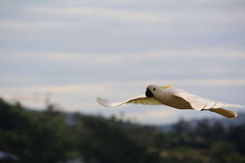 Flying Sulphur Crested Cockatoo photo
