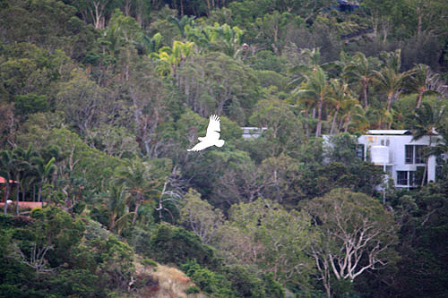 Flying Cockatoo photo