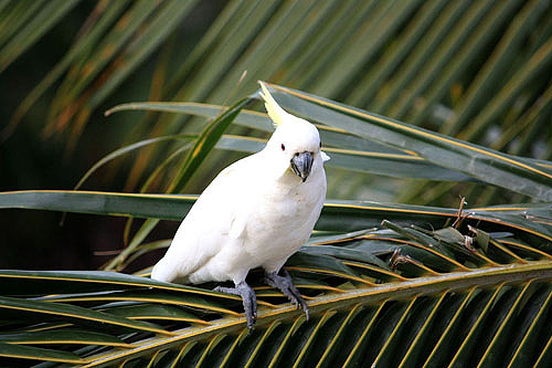 Perched Cockatoo photo