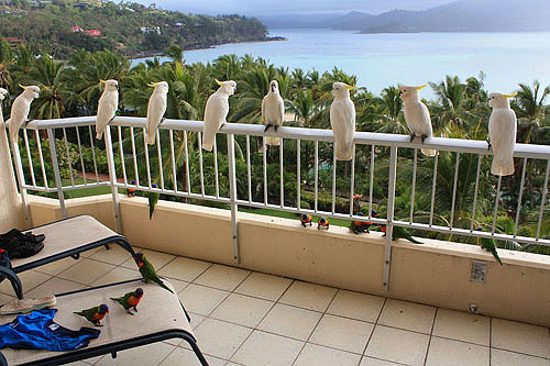 Perched Cockatoos photo