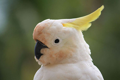 Cockatoo Close Up View photo