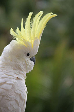 Sulphur Crested Cockatoo photo