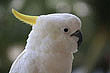 Cockatoo photo