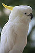 Cockatoo photo