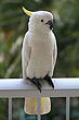 Cockatoo photo