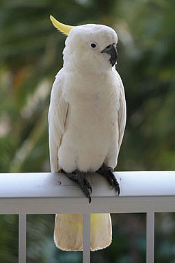 Perched Cockatoo photo