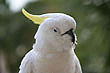 Cockatoo photo