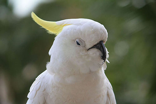 Cockatoo View photo