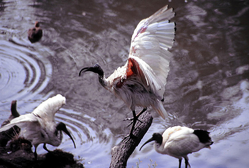 Australian White Ibis photo