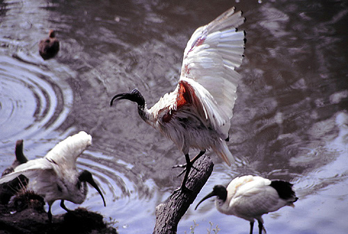 Ibis photos