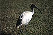 Ibis photo