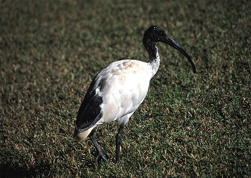 White Ibis photo