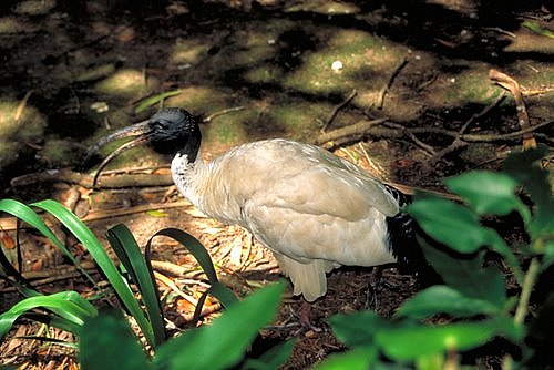 Ibis Bird photo