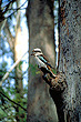 Kookaburra photo