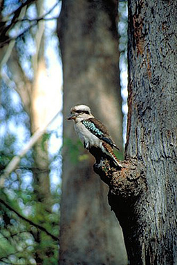 Kookaburra photo