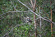 Kookaburra photo