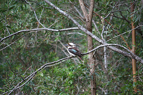 Australian Kookaburra photo