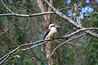 Kookaburra photo