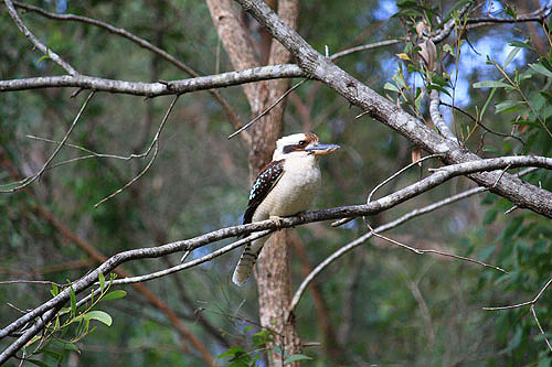 Kookaburra photo