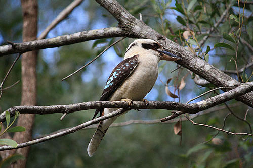 Laughing Kookaburra photo