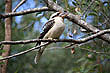 Kookaburra photo