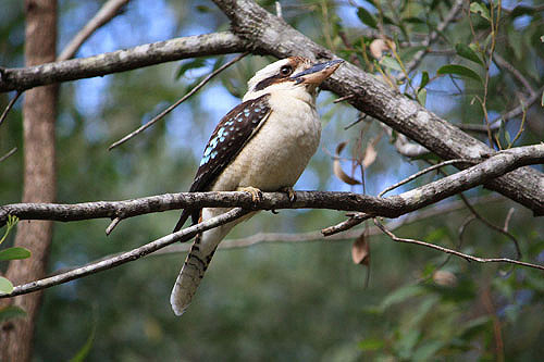 Laughing Kookaburra photo