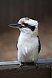 Kookaburra photo