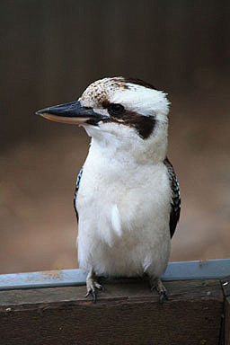 Kookaburra Close Up photo