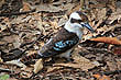 Kookaburra photo