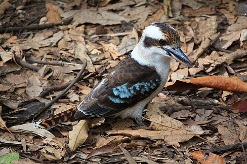 Foraging Kookaburra photo