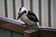 Kookaburra photo
