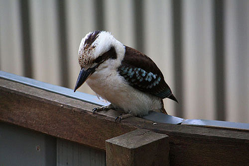 Suburban Kookaburra photo