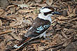 Kookaburra photo