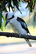 Kookaburra photo