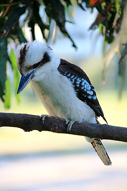 Perched Kookaburra photo