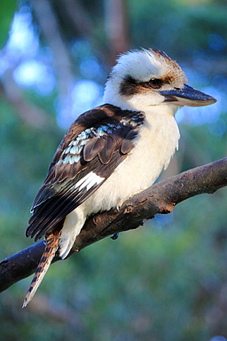 Kookaburra Sideview photo