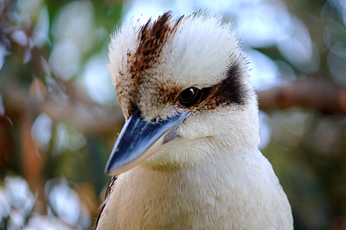 Closeup View of Kookaburra photo