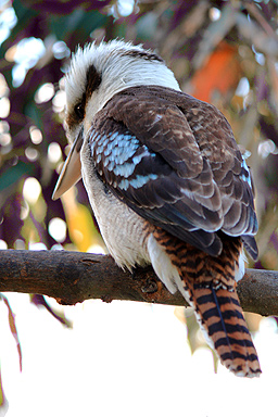 Kookaburra Rear View photo