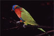 Rainbow Lorikeet photo