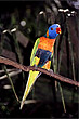 Rainbow Lorikeet photo