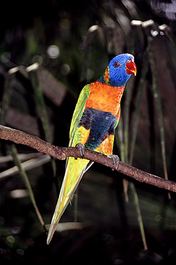 Rainbow Lorikeet photo