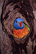 Rainbow Lorikeet photo