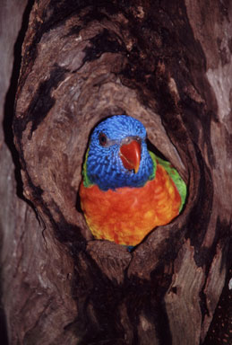 Rainbow Lorikeet photo