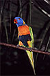 Rainbow Lorikeet photo