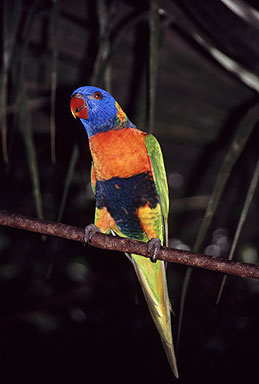 Rainbow Lorikeets photo