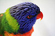 Rainbow Lorikeet photo