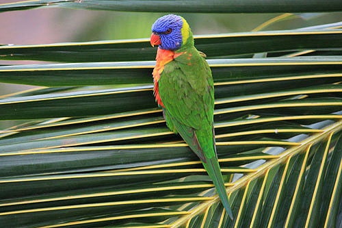 Rainbow Lorikeet photo