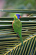 Lorikeet photo